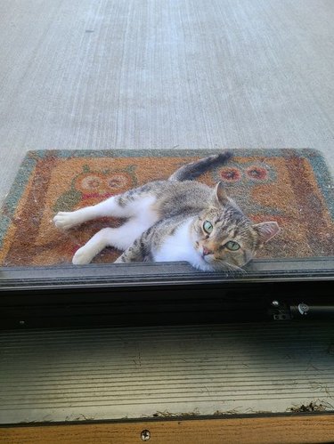 A neighbor's cat sleeps on woman's porch.