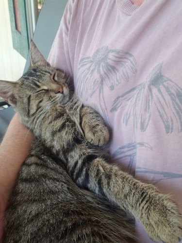 A cat sleeps in a woman's arms.