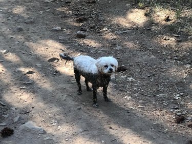 white dog walks through dirty puddle