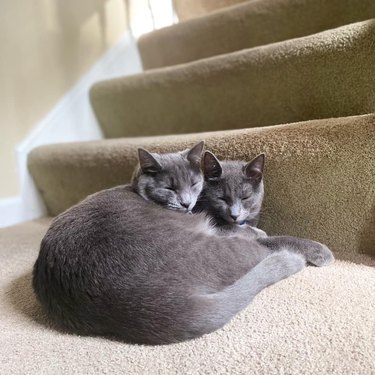 cats snuggle on staircase