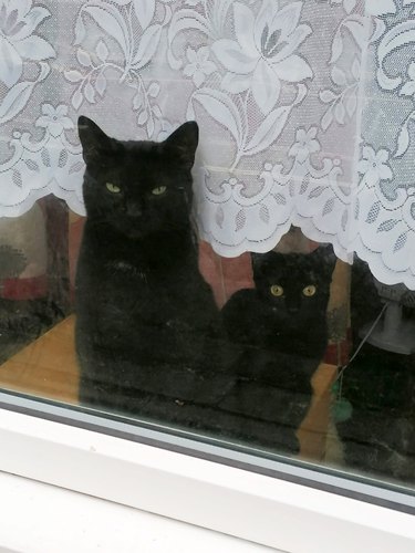 black cat and black cat mini me