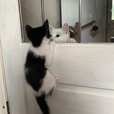 cats stare at each other through window