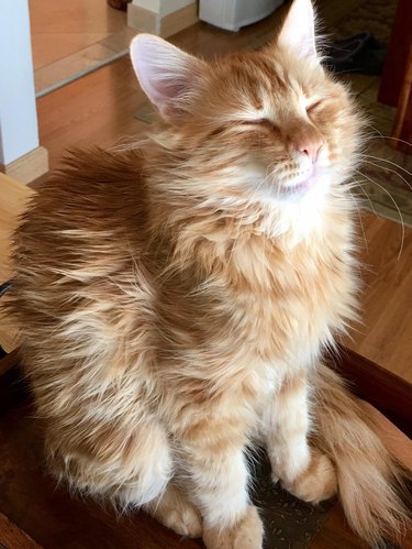 orange cat with fabulous hair