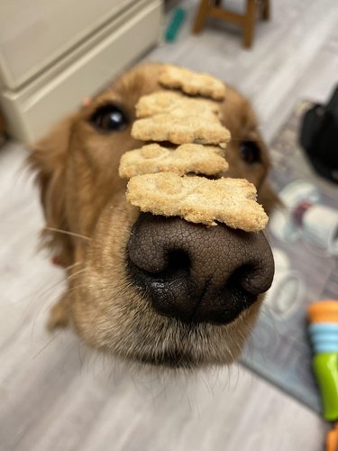 Golden retriever with four dog biscuits balanced on nose