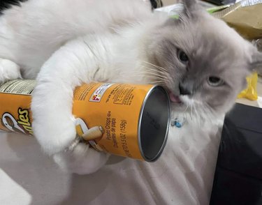 A cat is embracing and licking a pringles can.
