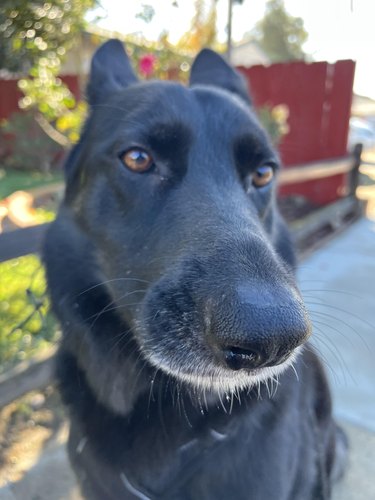 Close up on black dog's nose