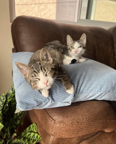 Two cats are relaxing on a pillow on an armchair, and the one cat is sleeping and leaning to the side.