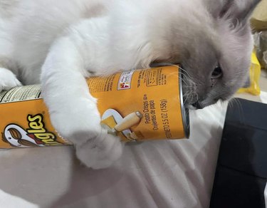 A cat is embracing and gnawing on a pringles can.