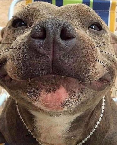 Close up on smiling pit bull's nose