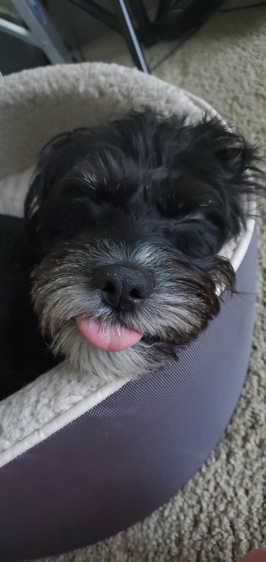 Sleeping dog with tongue sticking out