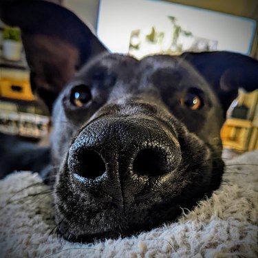 Close up on dog's nose