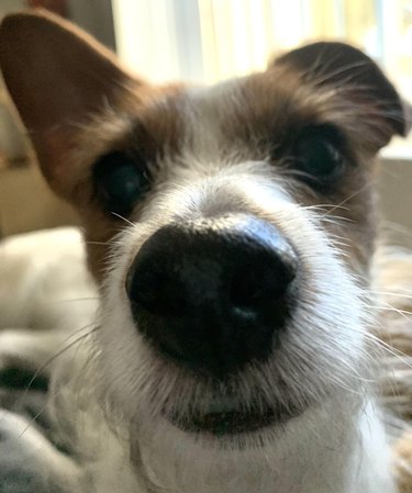 Close up on dog's nose
