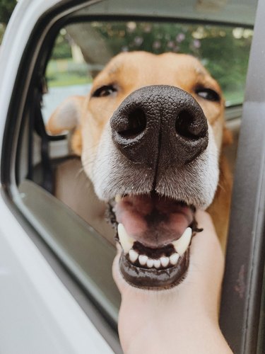 Close up on nose of dog in car