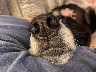 Close up on dog's nose