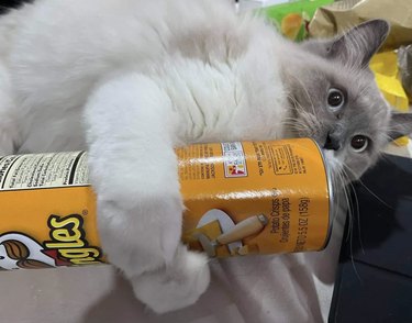 A cat is embracing a pringles can.