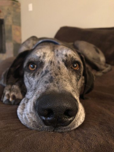 Dog with big nose and laying on couch
