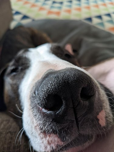 Close up on dog's nose