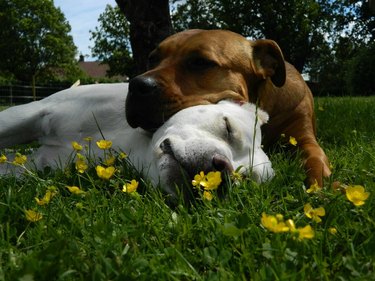 Two dogs are snuggling in the grass with yellow flowers.