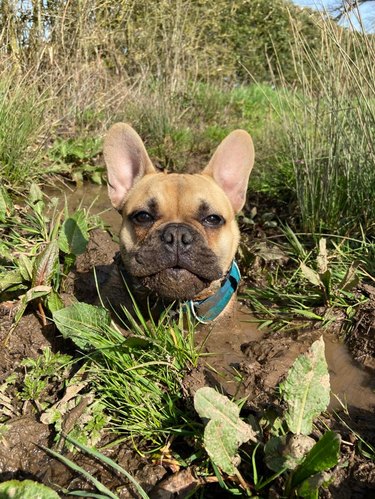 A French bulldog is submerged to the neck in a mud puddle.