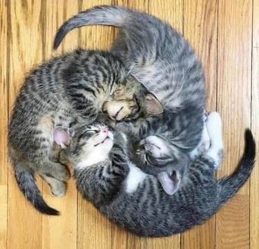 kittens sleeping