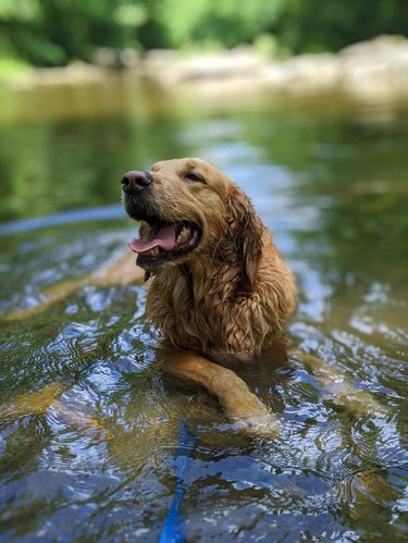 A happy dog laying in a shallow pond.