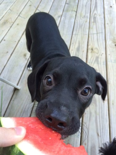 A puppy is eating a slice of watermelon and looking at the camera.