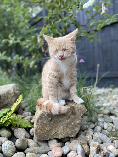 cat sits on cat-sized rock