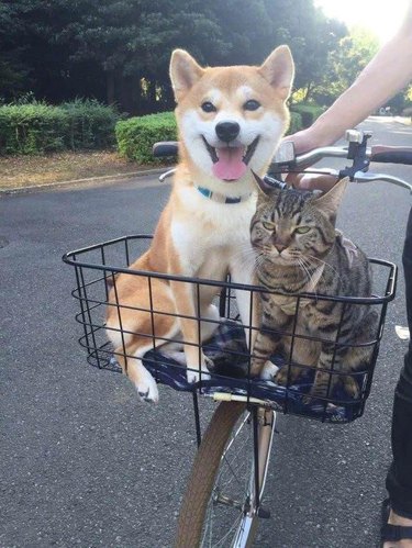 cat and dog in bike basket