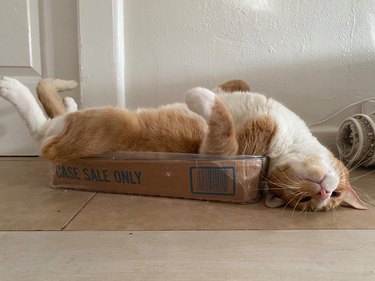 cat sleeps upside down in box