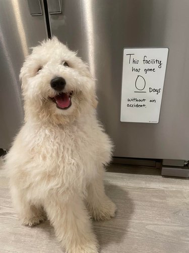 dog poses with funny sign