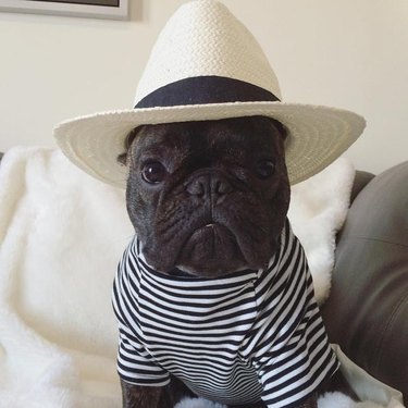 French Bulldog in striped shirt and sun hat