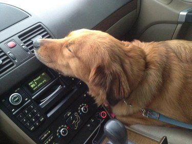 A dog is in a car, and resting their head on an air conditioner vent.