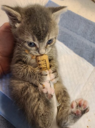 kitten drinks from bottle