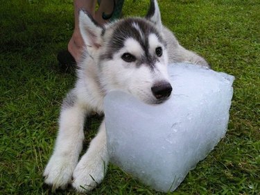 A puppy is resting their chin on a big block of ice.