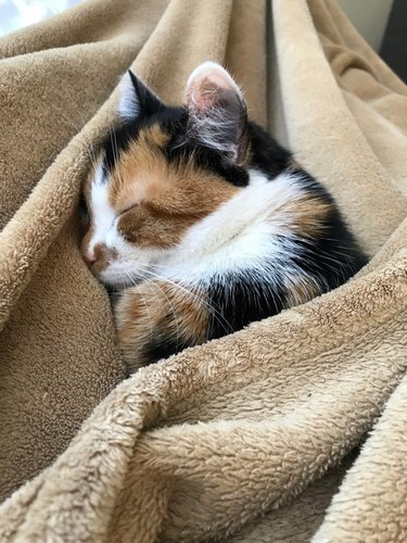cat sleeping under blanket