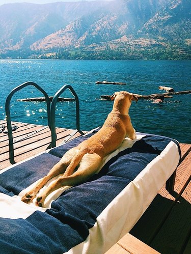 Dog stretched out on a dock chair
