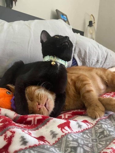 black cat protects orange cat