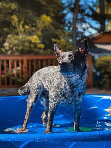 A dog is standing ankle-deep in a kiddie pool.
