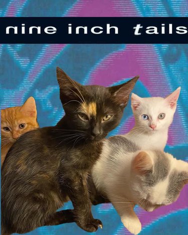 kittens photoshopped onto fake album cover