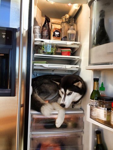 An adult husky is sitting on the bottom shelf of a refrigerator.
