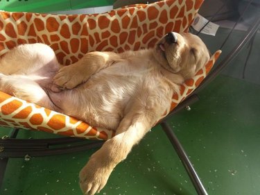A golden retriever puppy is sleeping on his back in a miniature hammock.