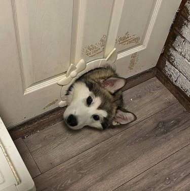 dog pokes head through cat door