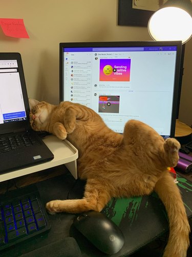 orange cat flops down on woman's laptop