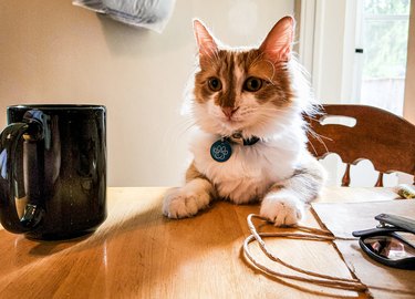 cat sitting at a table with a mug