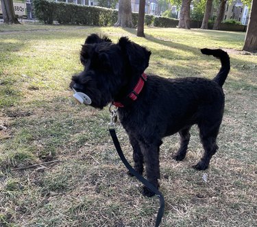 small black dog finds pacifier on street