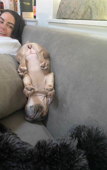 puppy sleeping upside down