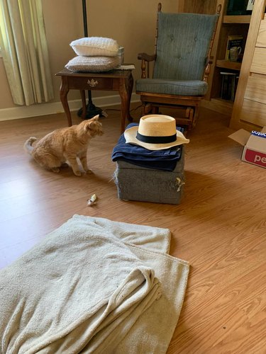 orange cat suspicious of hat