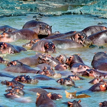 cat photoshopped into picture of hippos swimming