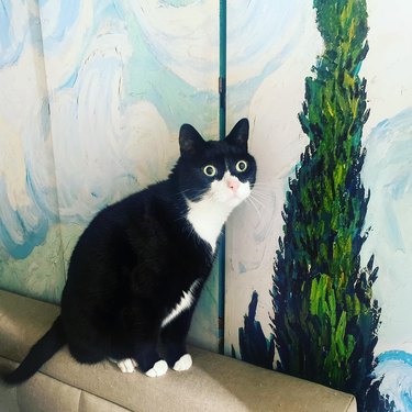 cat with big eyes looks like its in a Vincent Van Gogh wall painting mural