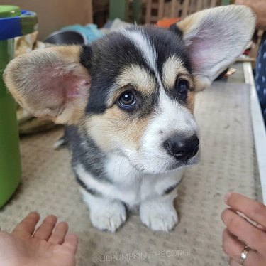 corgi puppy with huge ears